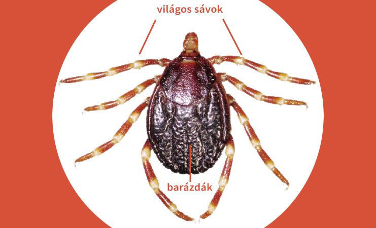 Hyalomma kullancs