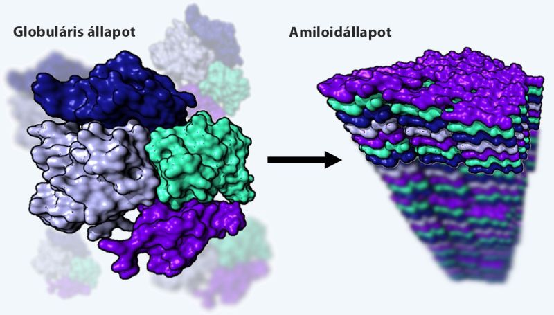 Globuláris állapot - amiloid állapot