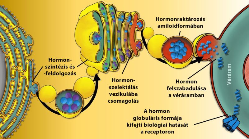 Hormonraktározás folyamatábra