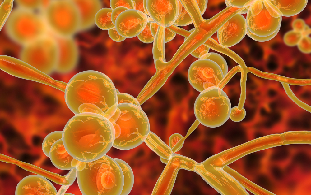 candida