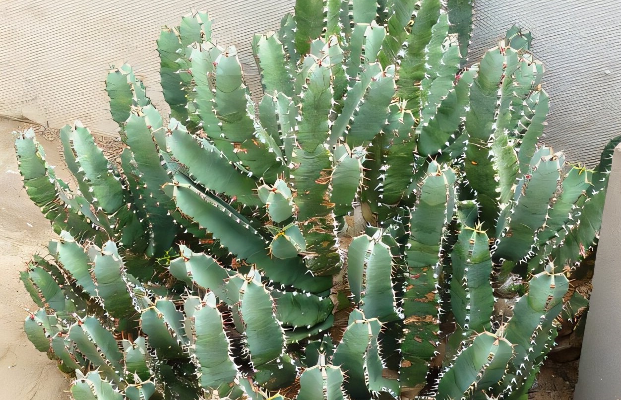plant