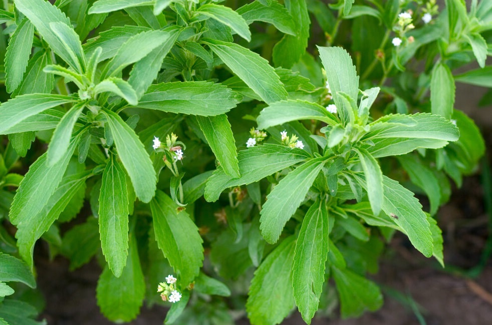 stevia