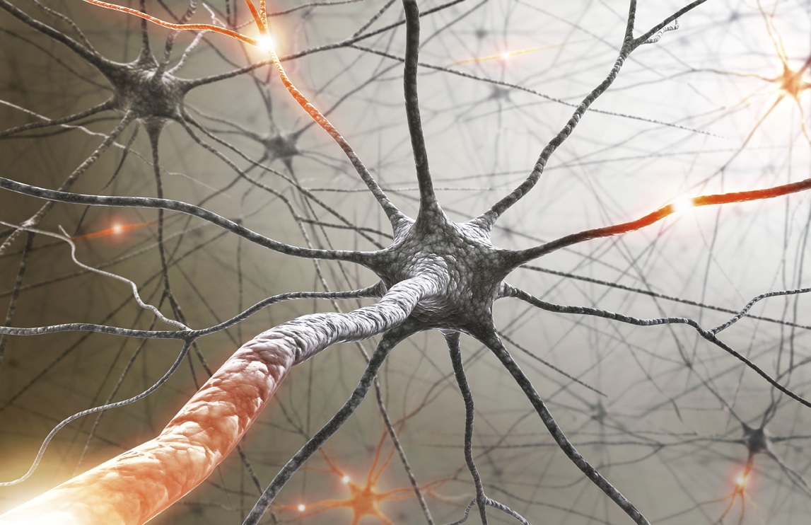 neuron