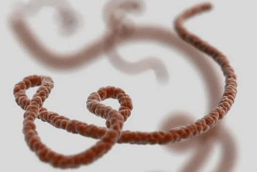ebola